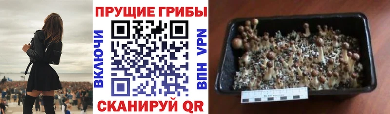 Галлюциногенные грибы Magic Shrooms  хочу наркоту  Стерлитамак 
